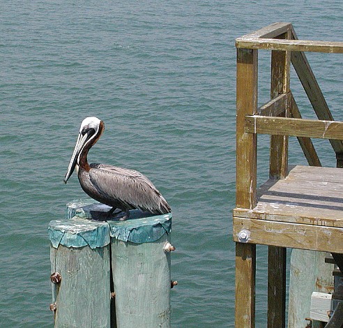 Pelican watches the action