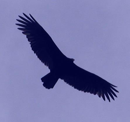 Black vulture flies overhead.