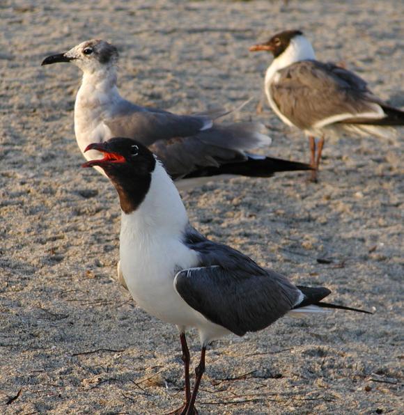 Laughing gull proves his name.