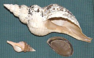 Sea shells come in all sizes.